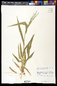 Panicum adspersum image