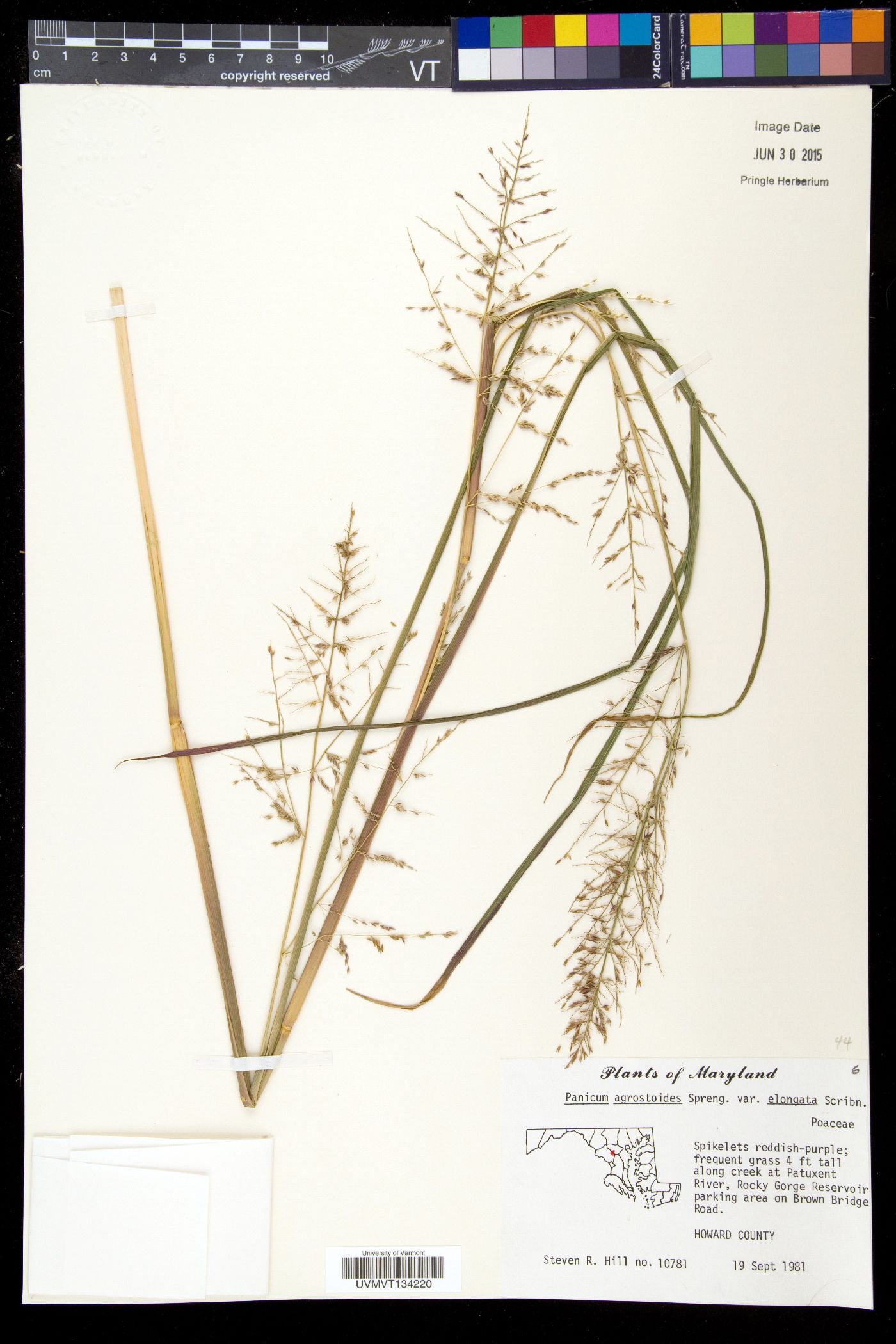 Coleataenia stipitata image