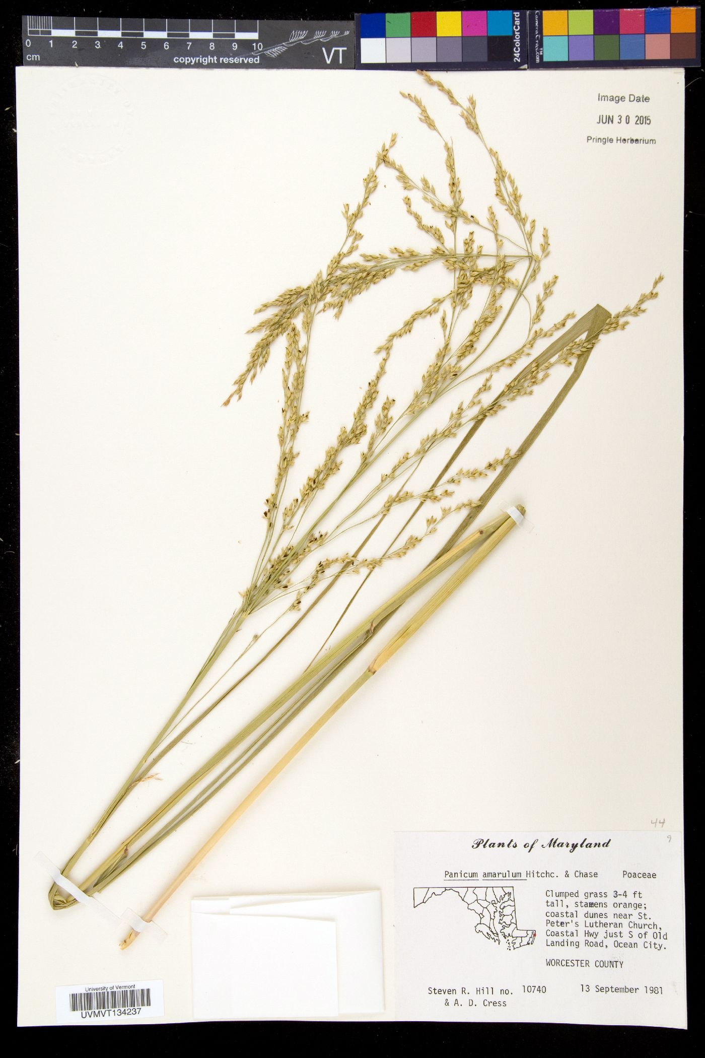 Panicum amarulum image