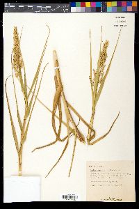 Panicum amarulum image