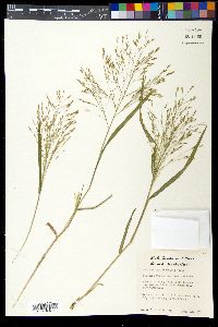 Panicum capillarioides image