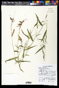 Panicum dichotomum var. ramulosum image