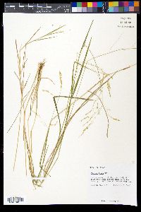 Panicum hians image