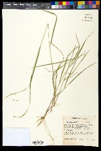 Panicum hians image