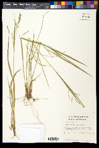 Panicum hians image
