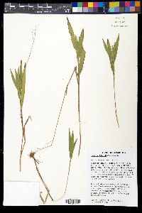 Panicum leibergii image