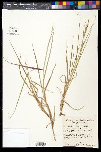 Hopia obtusa image