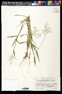 Dichanthelium scribnerianum image