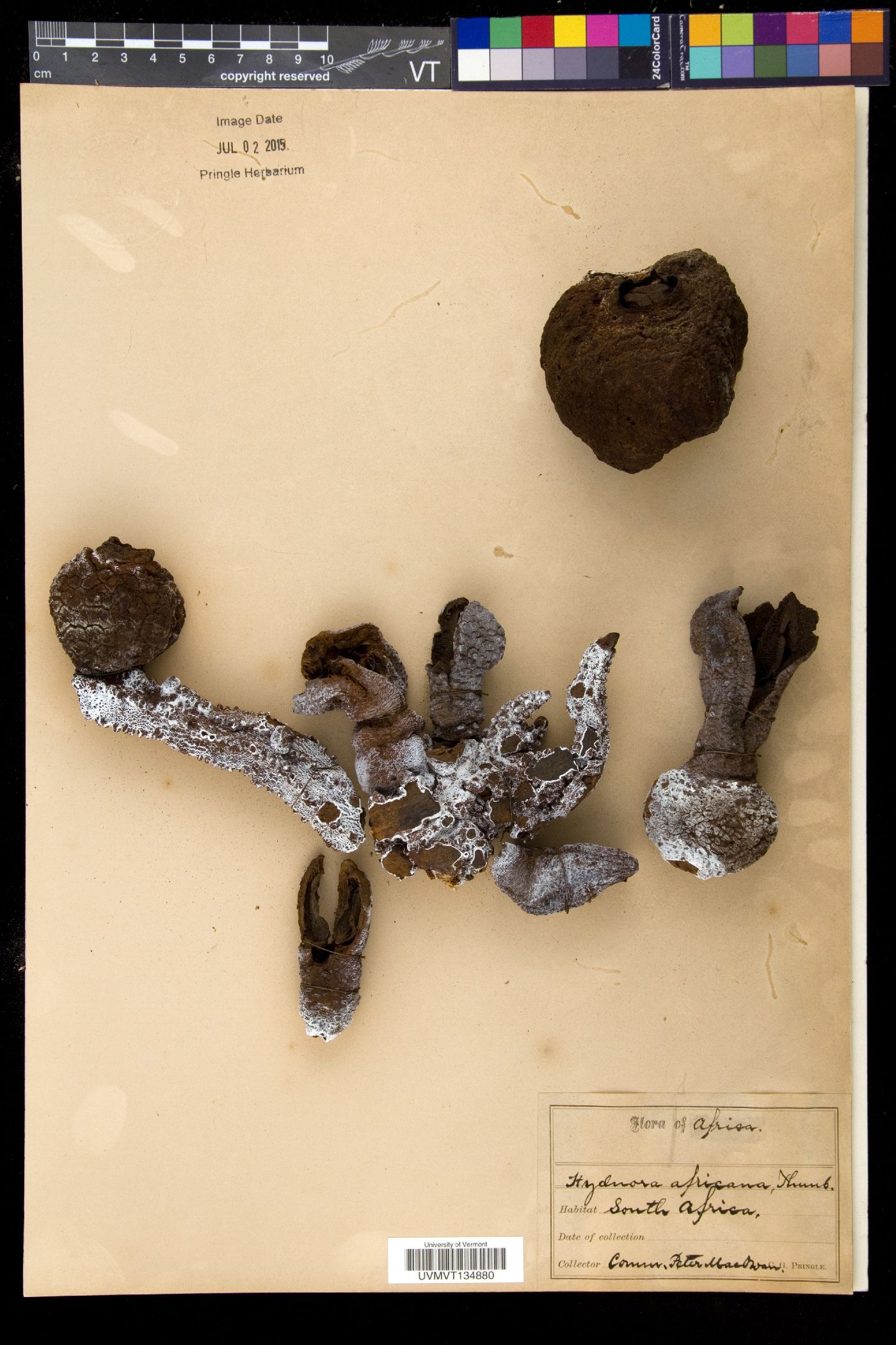 Hydnoraceae image