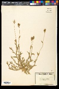 Urochloa reptans image