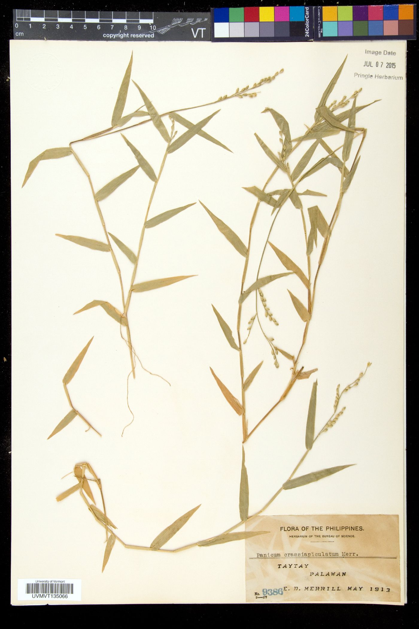 Acroceras munroanum image