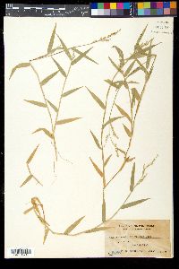Media resource of Acroceras munroanum