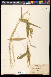 Media resource of Hymenachne donacifolia