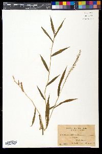 Cyrtococcum patens image