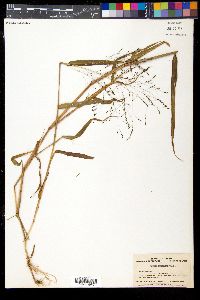 Media resource of Panicum bisulcatum