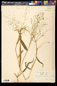 Media resource of Panicum acroanthum