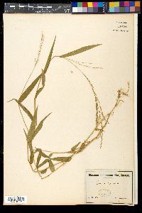 Zuloagaea bulbosa image