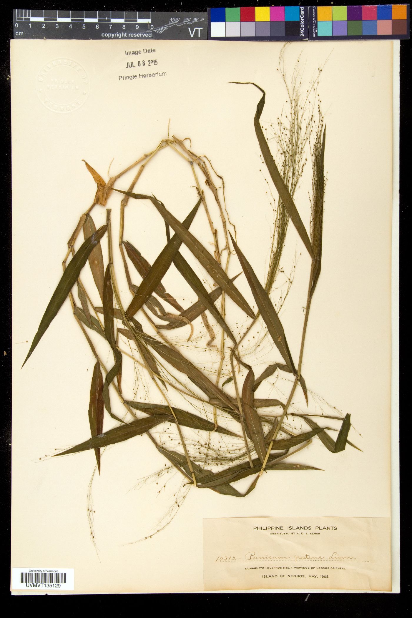 Panicum patens image