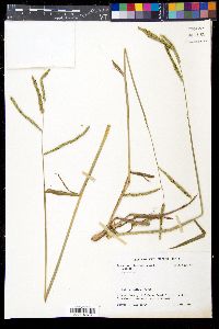 Paspalum dilatatum image