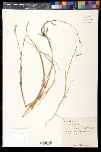 Paspalum distichum image