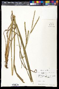 Paspalum floridanum var. glabratum image