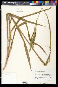 Paspalum floridanum image