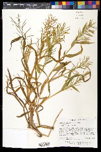 Paspalum fluitans image