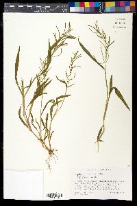 Paspalum fluitans image
