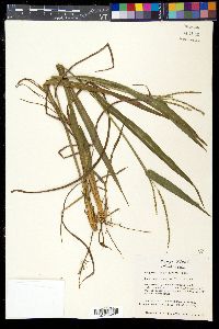 Paspalum langei image