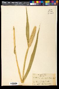 Pennisetum glaucum image