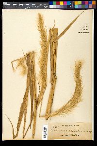 Media resource of Pennisetum macrostachyum