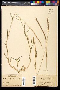 Perotis latifolia image