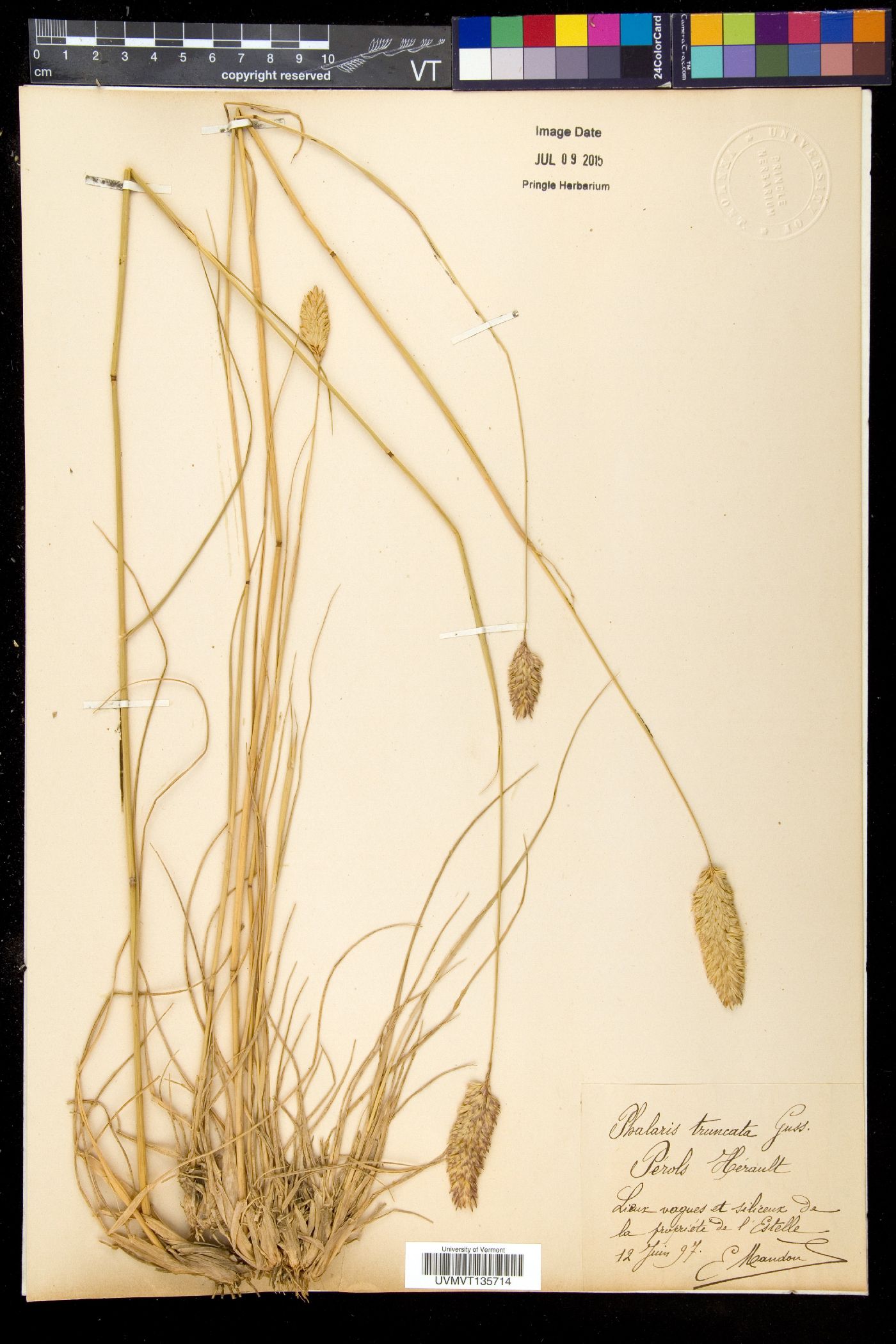 Phalaris truncata image