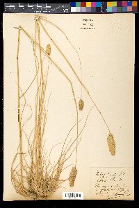 Media resource of Phalaris truncata