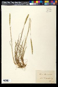 Phleum phleoides image