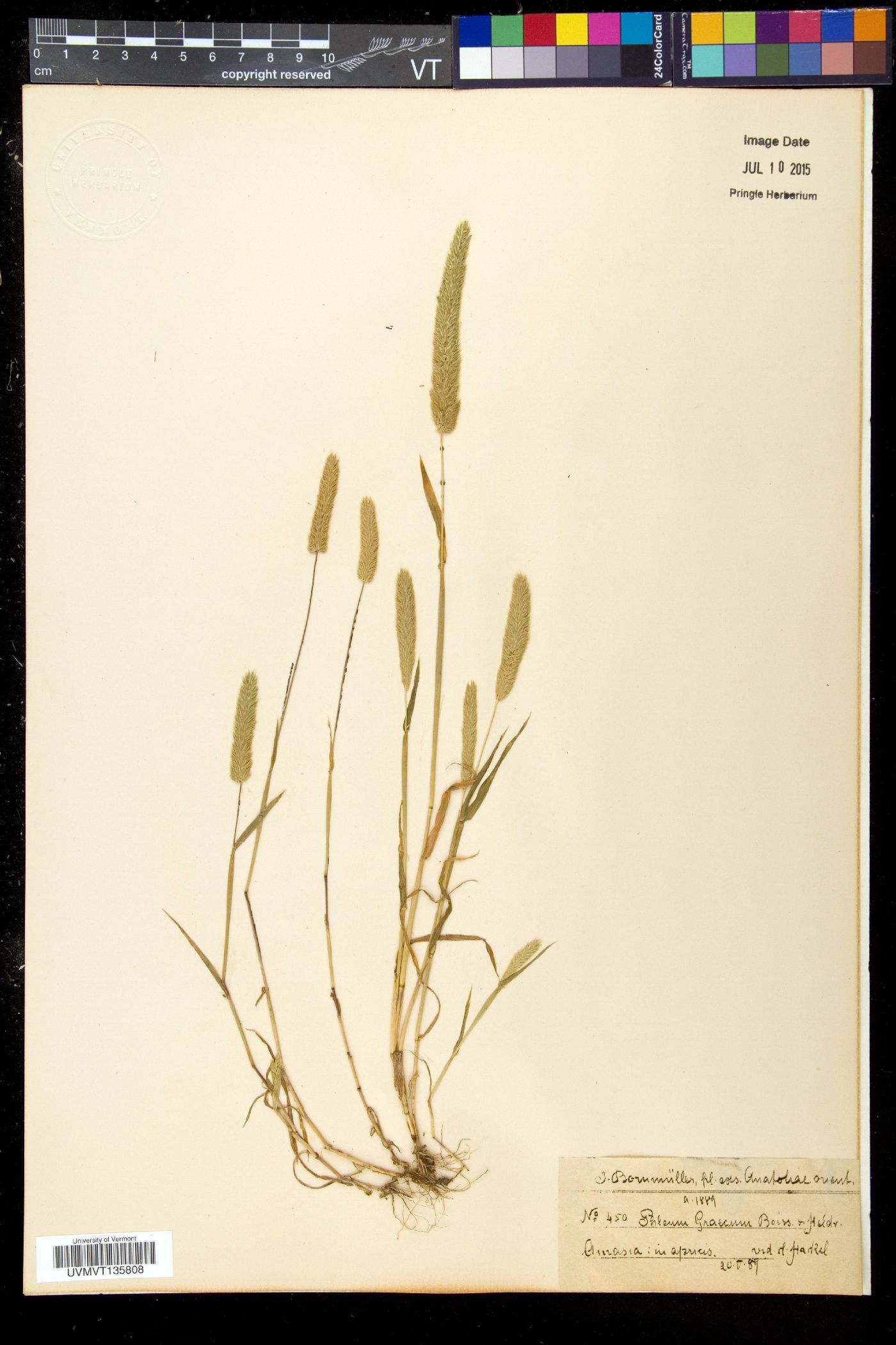 Phleum graecum image