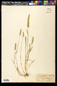 Phleum graecum image