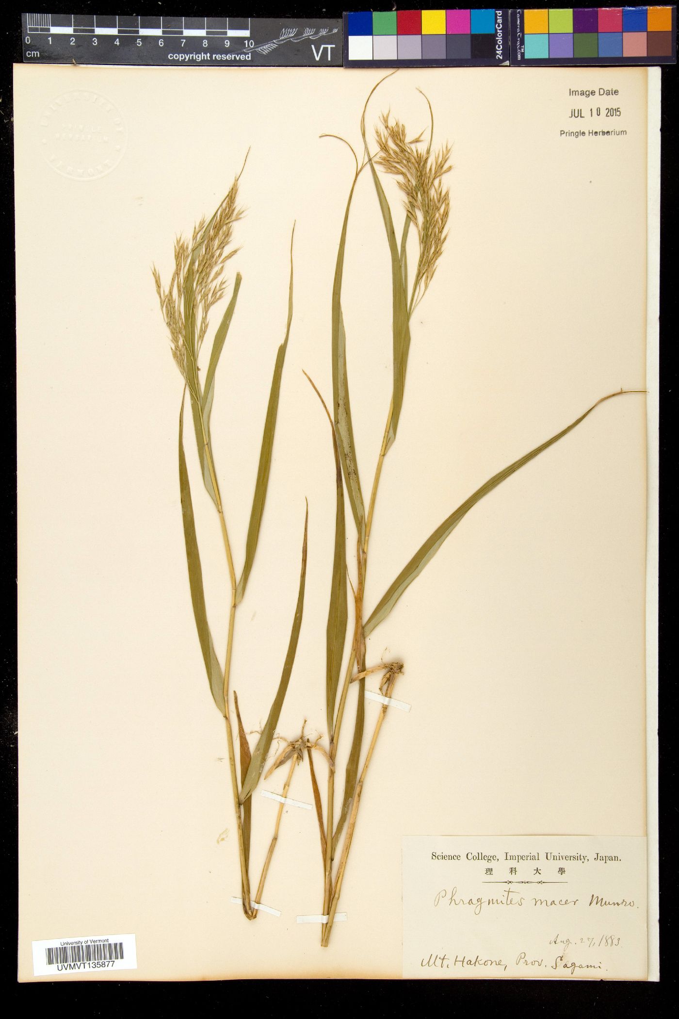Phragmites macer image