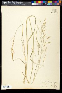 Achnatherum miliaceum image