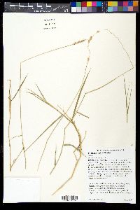 Hilaria rigida image