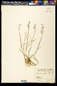 Media resource of Pleuropogon sabinei
