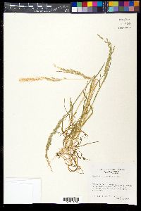 Poa bigelovii image