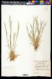 Poa bigelovii image