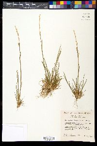 Poa bigelovii image