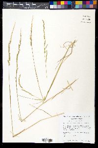 Poa bigelovii image