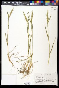 Poa bulbosa image