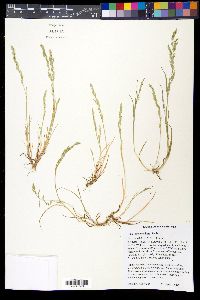 Poa chapmaniana image