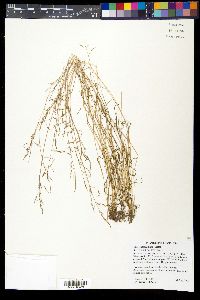 Poa chapmaniana image