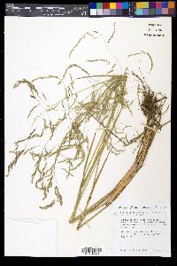 Poa occidentalis image