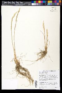 Poa secunda var. secunda image